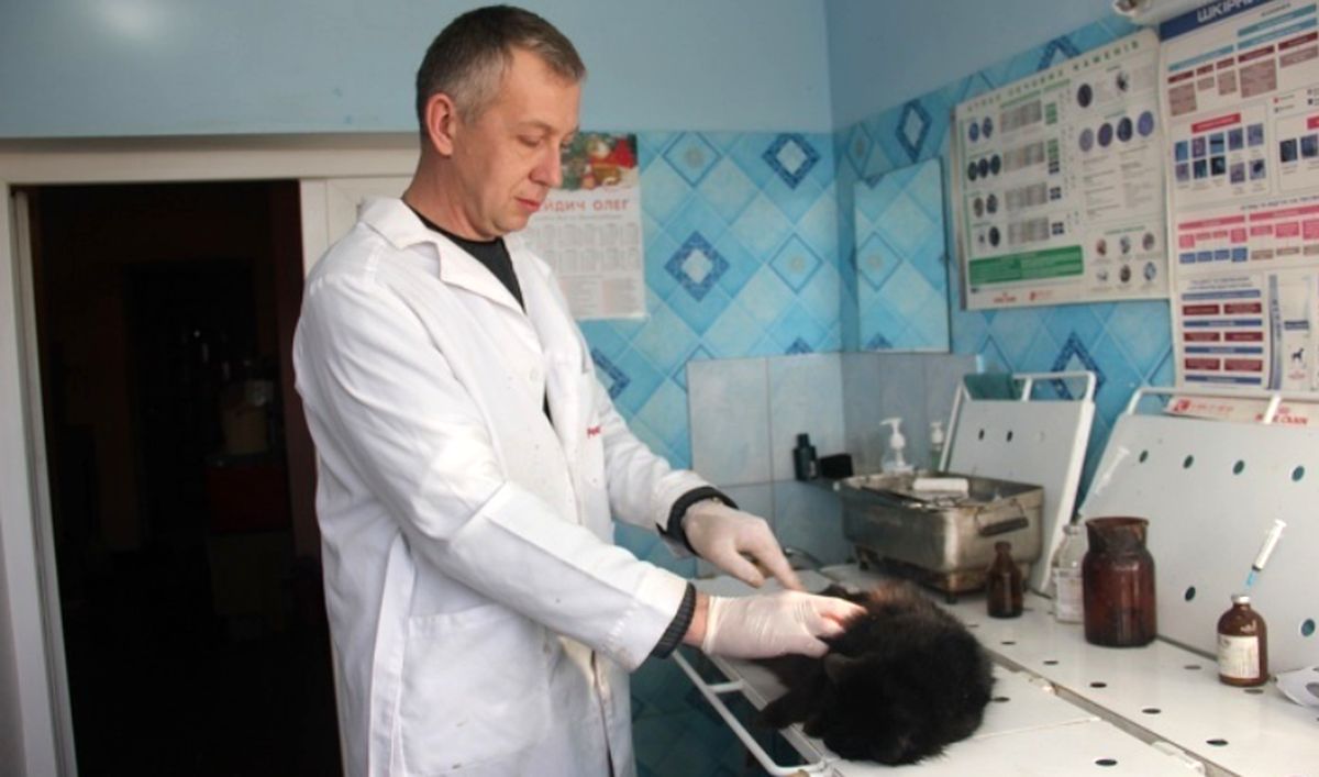 tvaryny-kalynivka-1