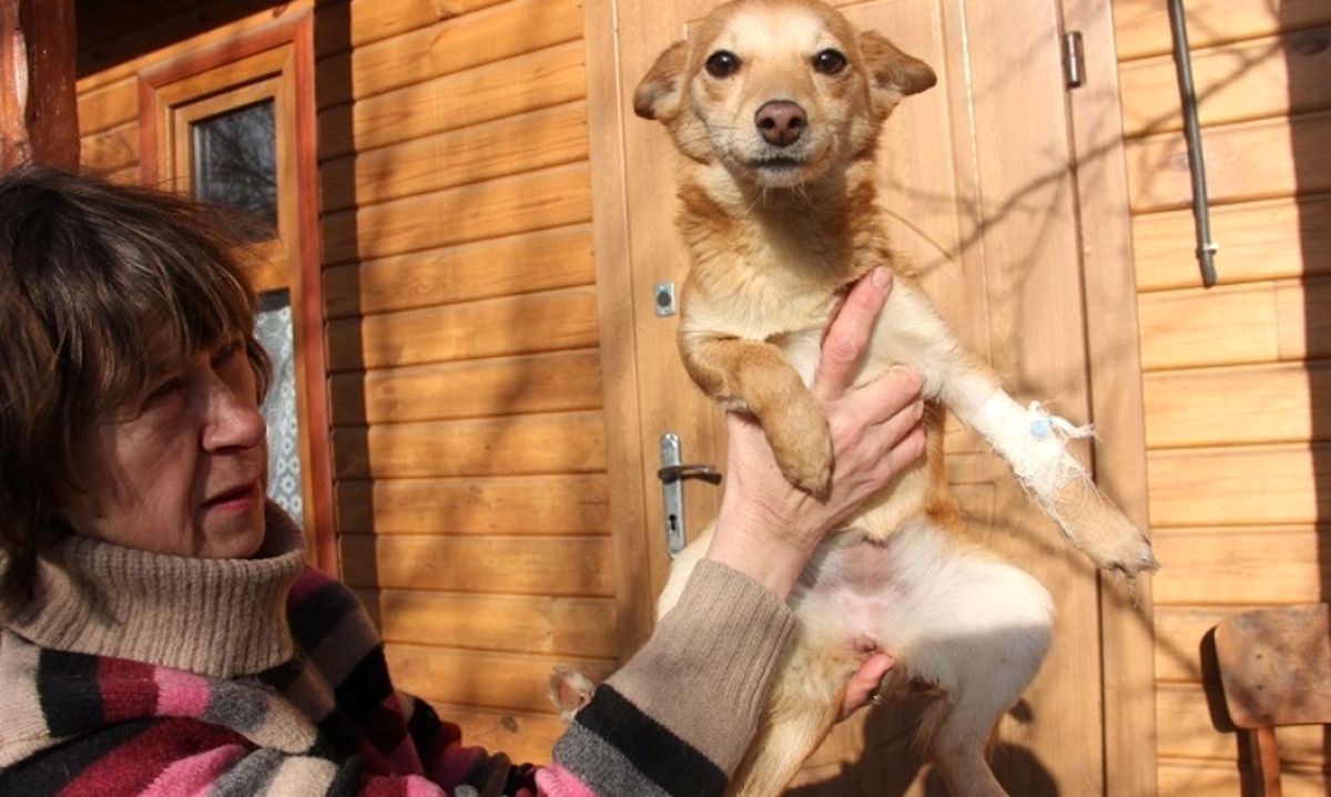 tvaryny-kalynivka-4