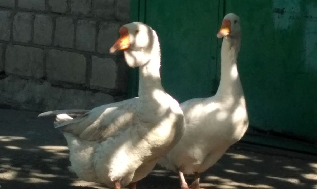 gusak-andriusha-2