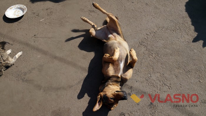 притулок для тварин у Вінниці фото