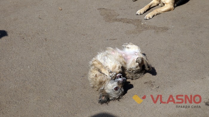 притулок для тварин у Вінниці фото