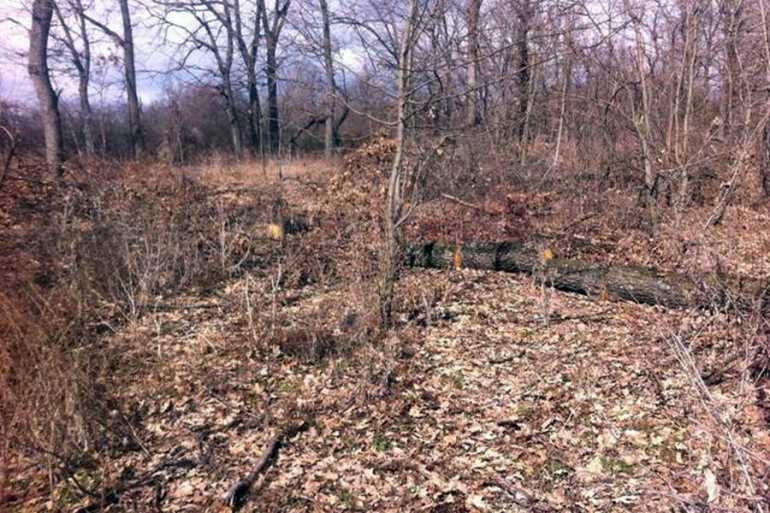 вирізані дерева у Студенній фото