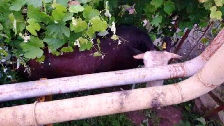 На Вінниччині корова застрягла між газовими трубами та парканом