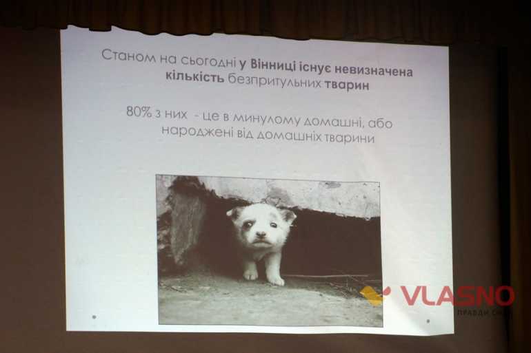 обговорення притулку для тварин у Вінниці фото