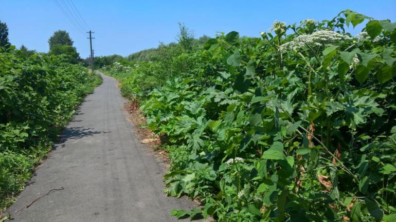 На Вінниччині комунальні служби не борються із борщівником