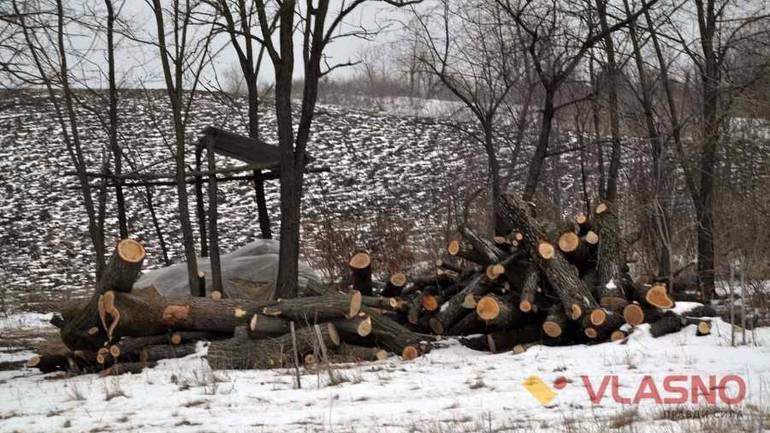 Наступного року на Вінниччині під сокиру піде дерев на 56 мільйонів гривень