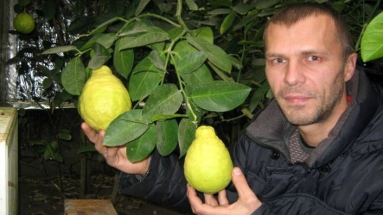 Бізнесмен з Волині вирощує кілограмові цитрусові у підземній теплиці