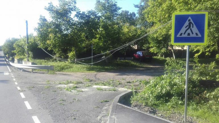 На Вінниччині повалене дерево заблокувало автошлях