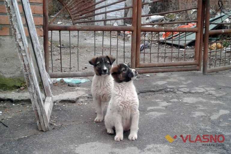 собаки фото