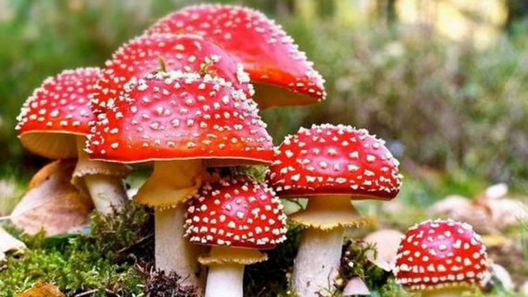 На Вінниччині зафіксовано п&rsquo;ять випадків отруєння грибами