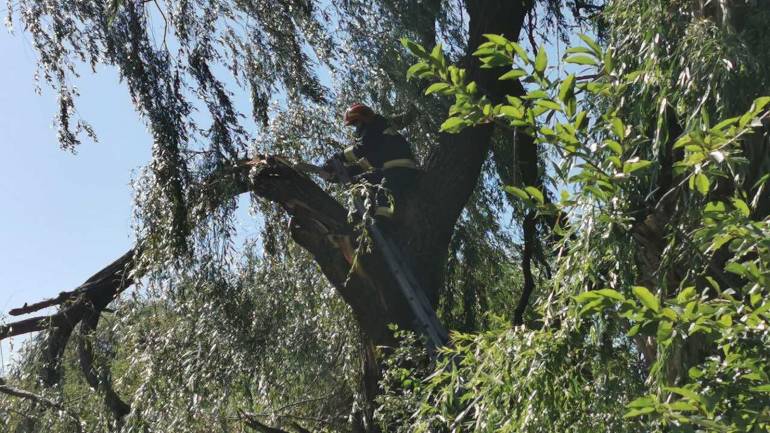 На Вінниччині падали дерева