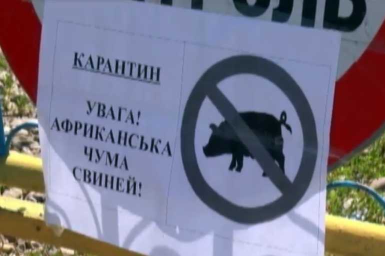 африканська чума свиней фото