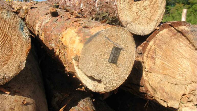 На Вінниччині почали створювати електронний облік деревини