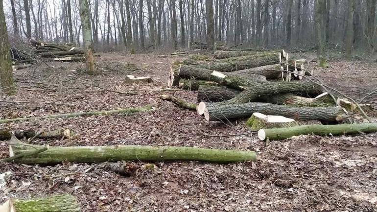 У селі на Вінниччині вирубали два гектари столітніх дерев (ФОТО)