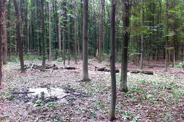 незаконне вирубування лісу на Вінниччині фото