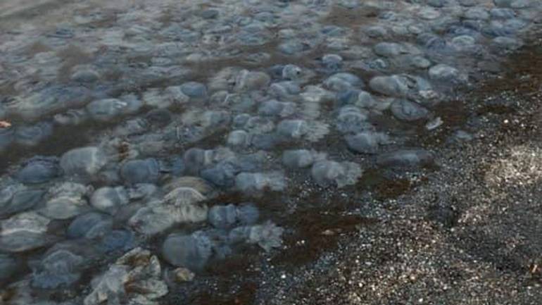 Азовське море заполонили мертві медузи