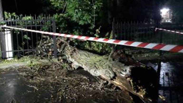 На Вінниччині через пориви  вітру на дорогу впало дерево