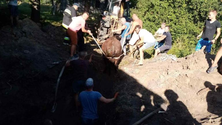 На Тиврівщині всім селом витягали корову, яка впала в колодязь