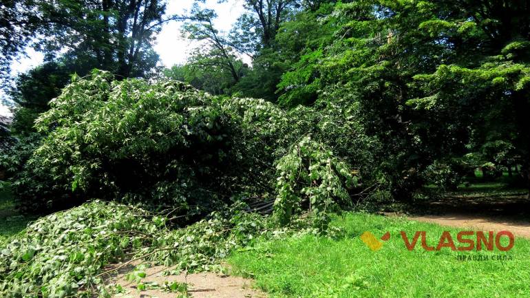 У вінницькому парку &laquo;Хімік&raquo; впало гігантське дерево Його не поспішають вивозити