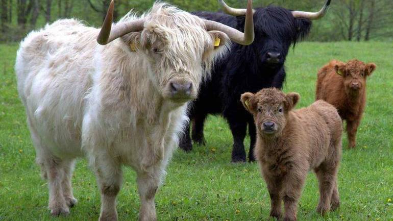У вінницький зоопарк привезуть мініатюрних кіз з-за кордону