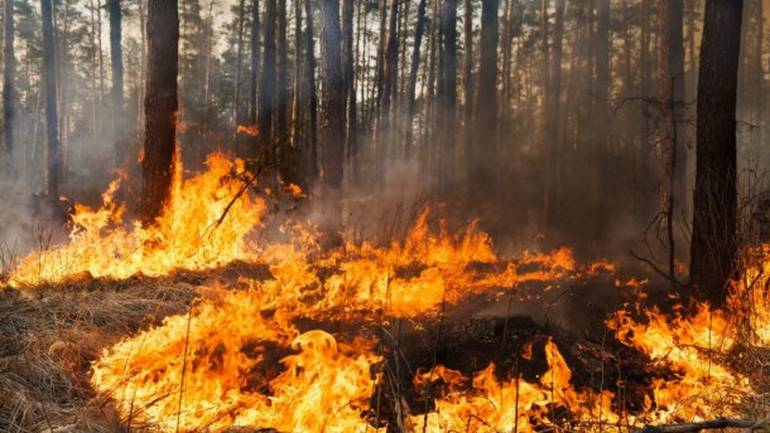 На Луганщині загорівся замінований ліс