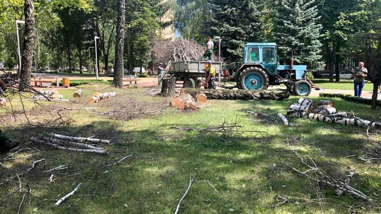 У Вінниці вирізають дерева, які почали засихати