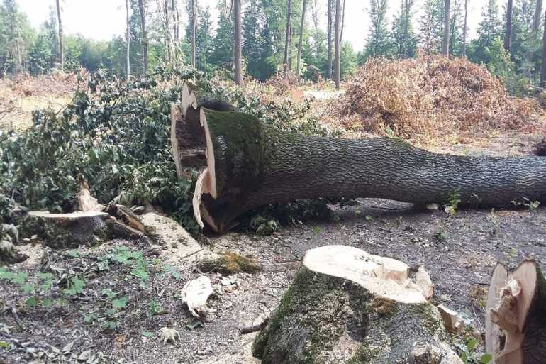 На Вінниччині незаконно рубали ясен на території військового лісгоспу