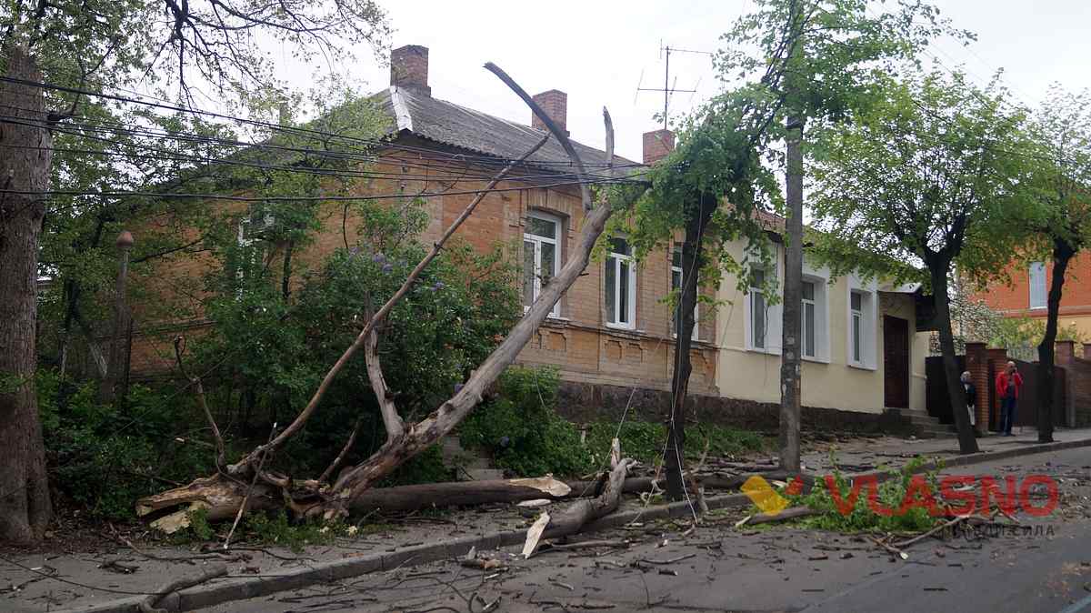 vpalo-derevo 2 1
