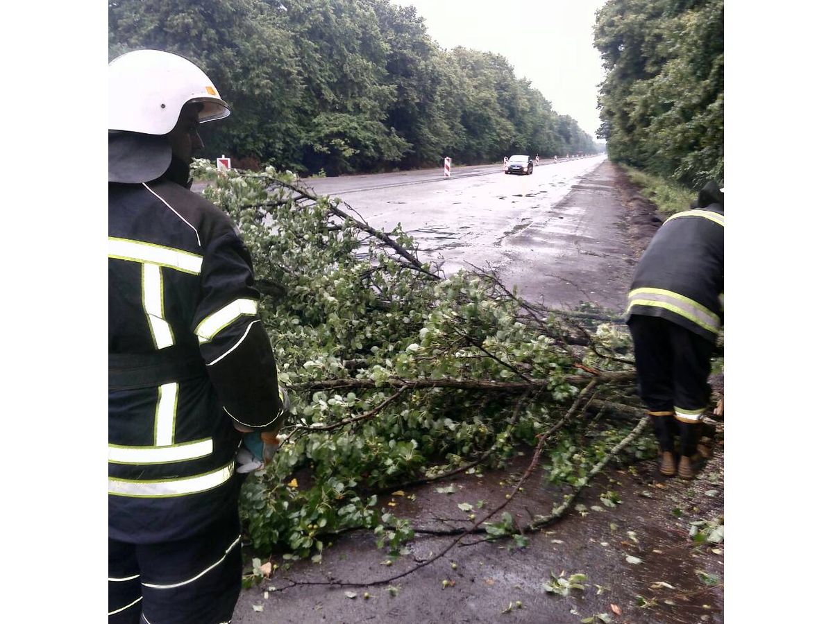 negoda-vinnytsia-lityn-derevo