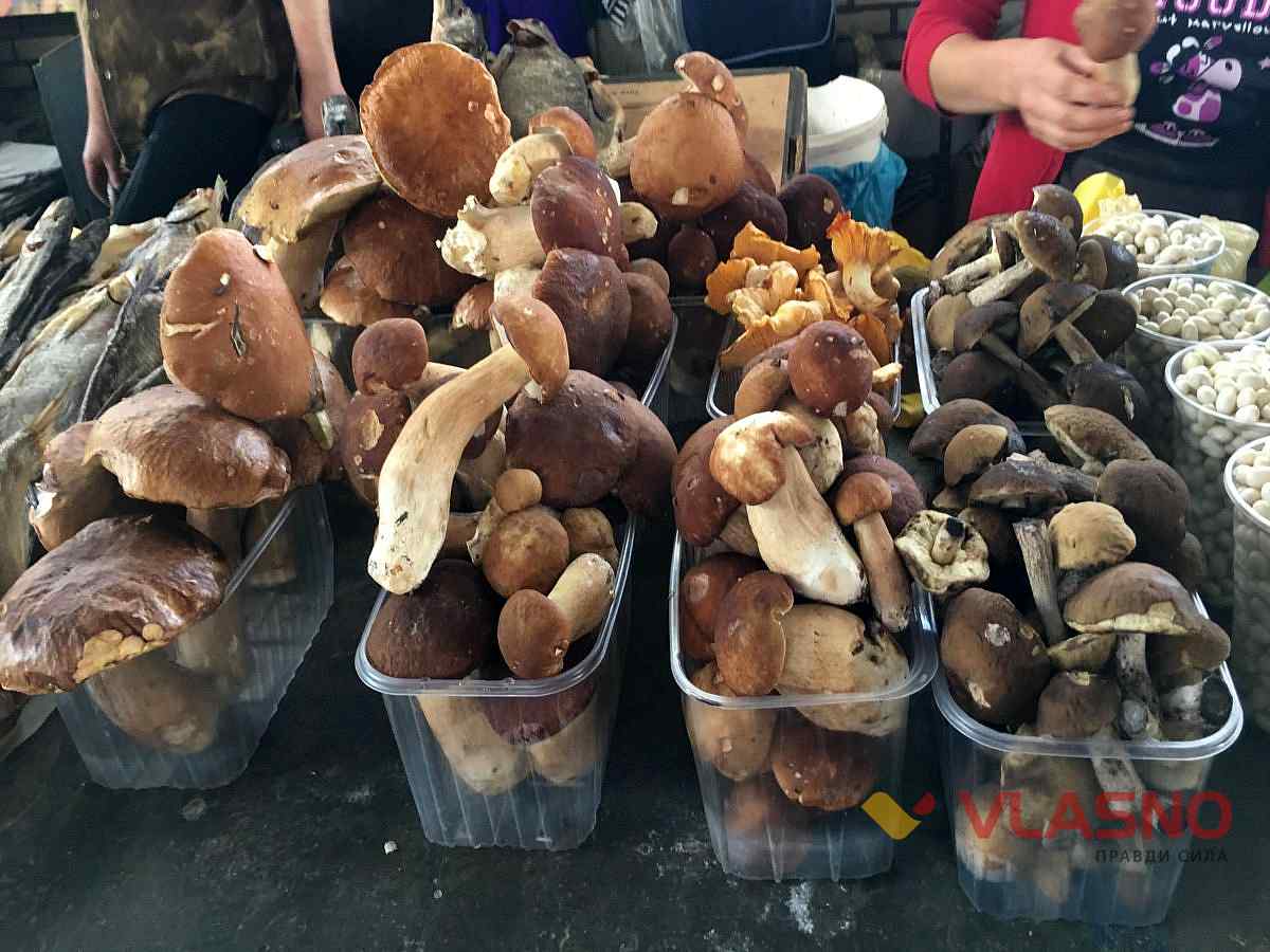 veliki gribi 1
