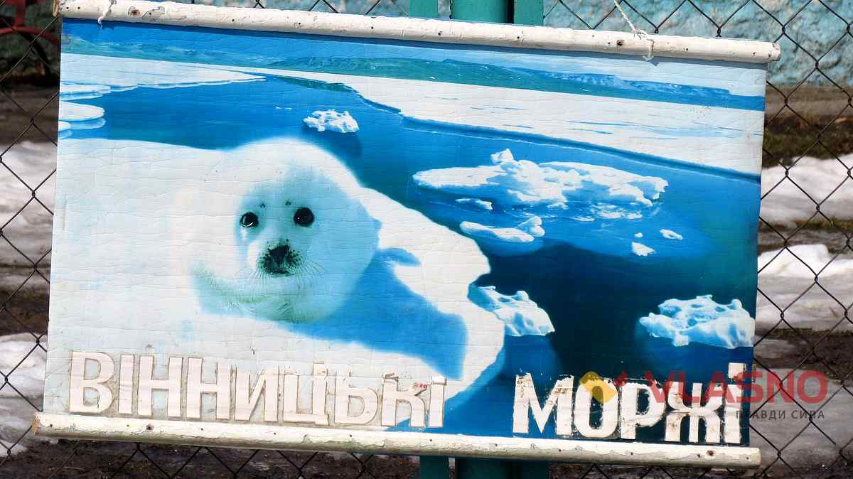 вінницькі моржі фото