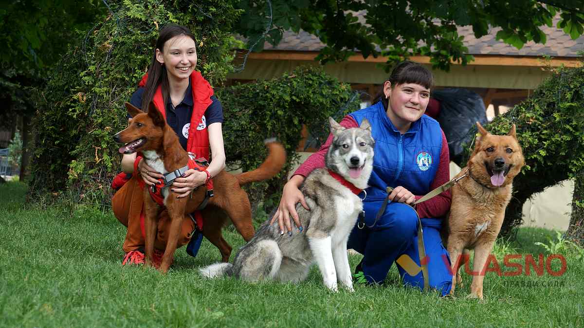 dog help 16 1