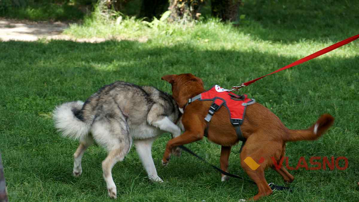 dog help 2 1