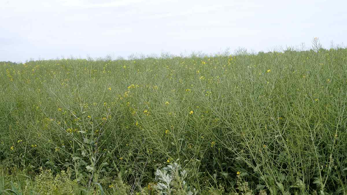 organichne-zemlerobstvo-3 1