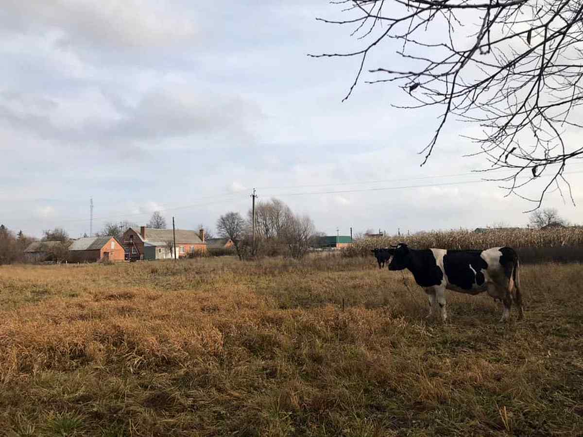 vupas-hudoby-pavlivka- 1