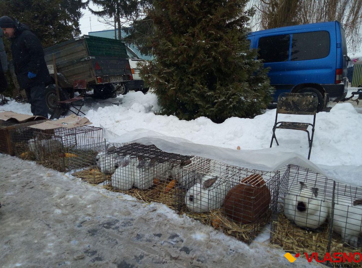 photo 2019-01-14 01-31-29 1
