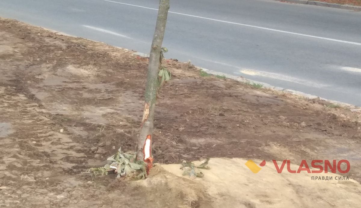 trees3