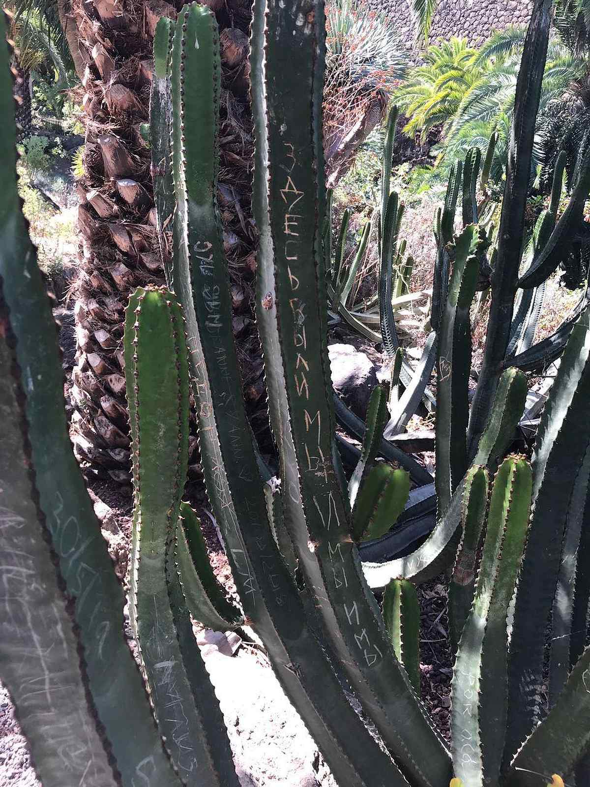 kanary-tenerife-vinnitsia-.jpg76 1