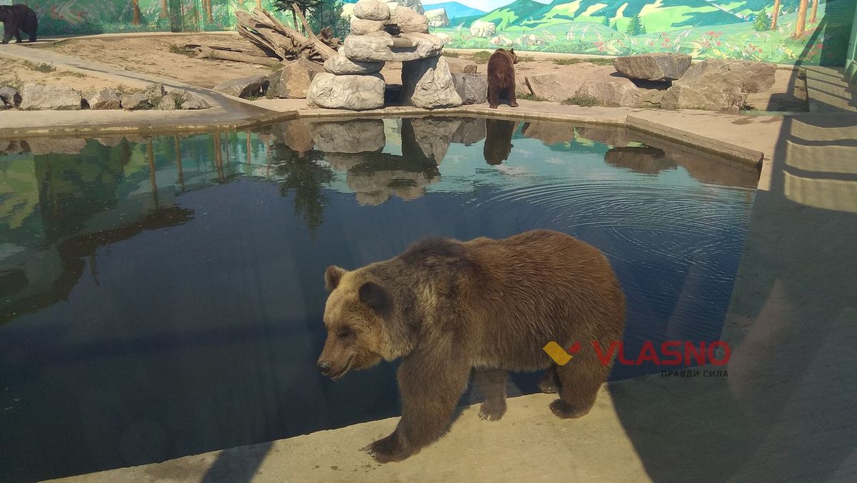 bear2
