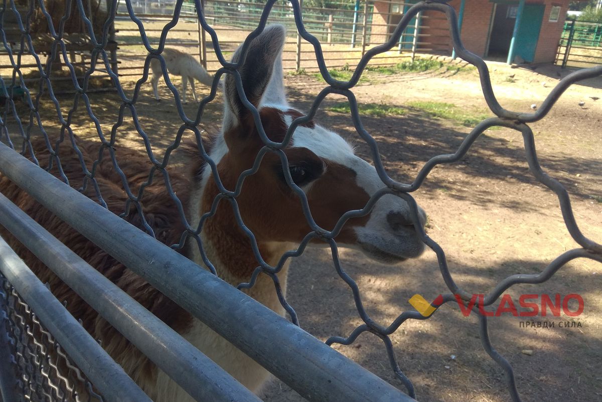 lama