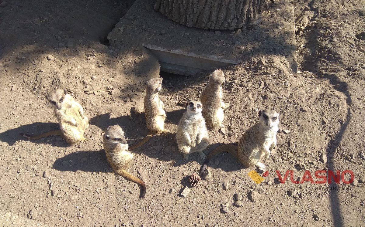 meercats