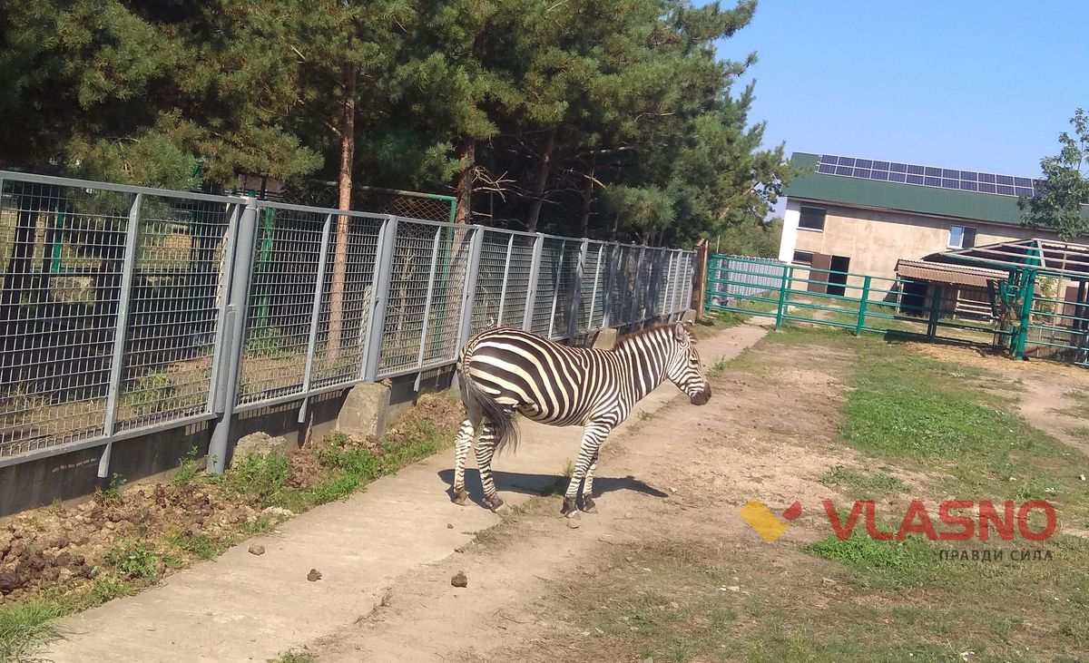 ztbra