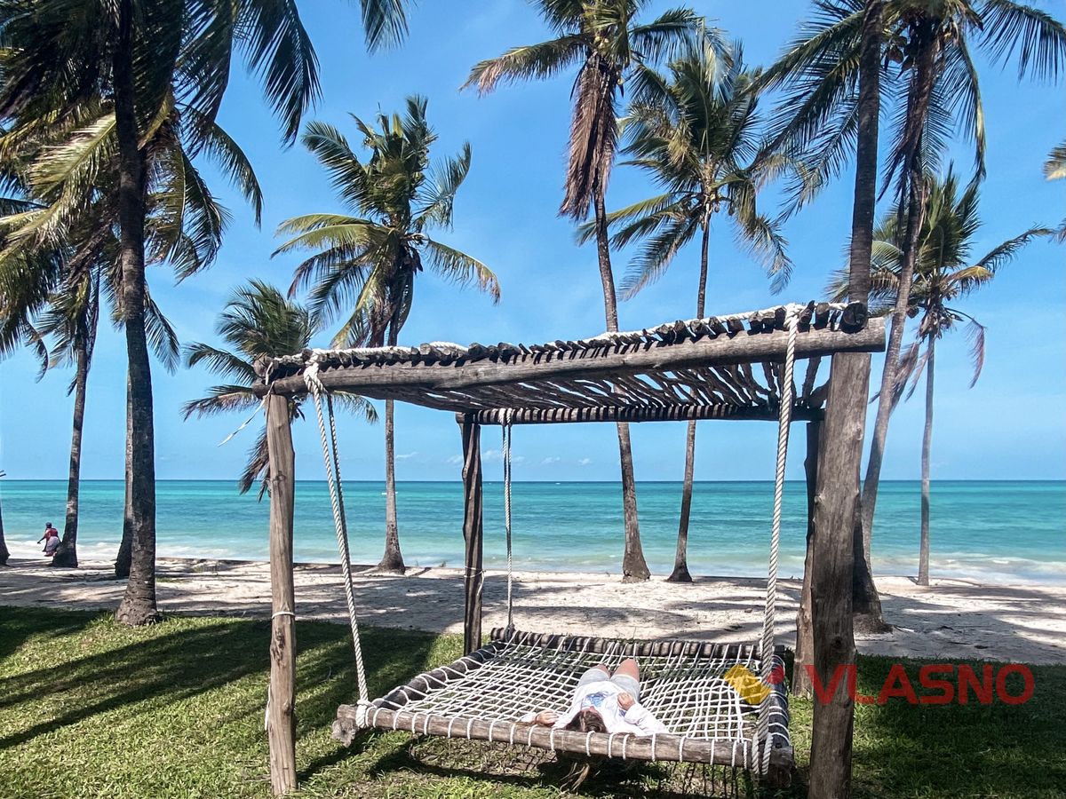 palm