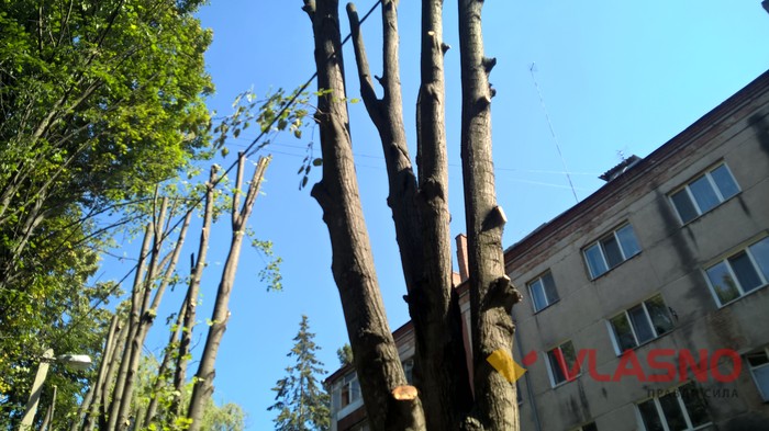 зпилювання гілок фото