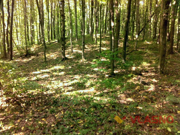 ліс у Хмільнику фото