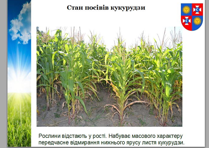 стан посівів кукурудзи на Вінниччині фото