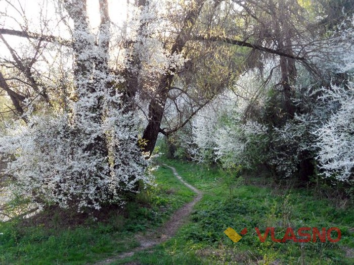 палац графині Щербатової фото