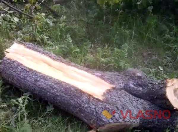 вирізання яблуневого саду у селі Лісова Лисіївка на Вінниччині фото