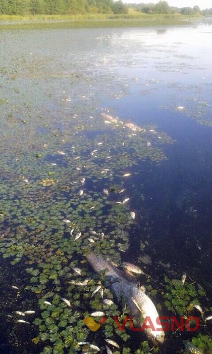 мертва риба у Сутисках фото