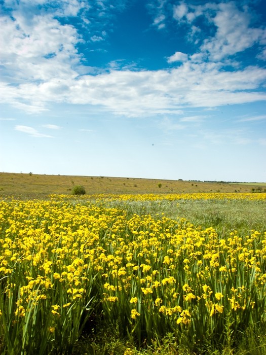 На Вінниччині незабаром розквітне унікальна Долина ірисів